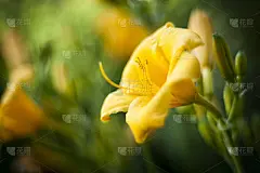 黄色的百合花