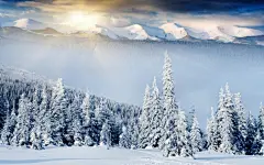 美丽而壮观森林雪景壁纸桌面壁纸1
