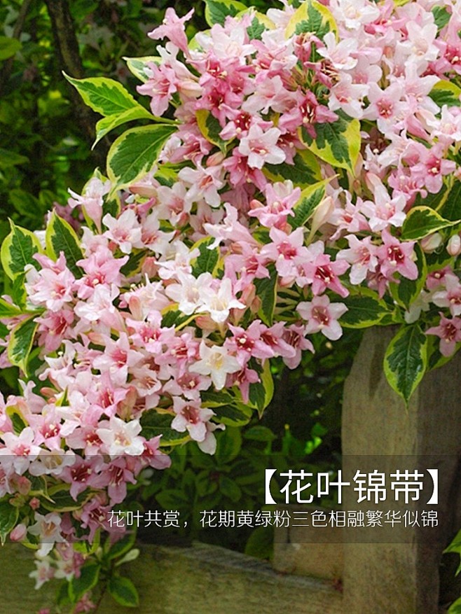 花叶锦带2