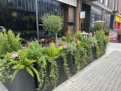 刘小二的2采集到花箱、花钵植物