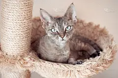 漂亮的猫坐在抓人的柱子上