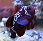 Tropical Fishes for Your Aquarium