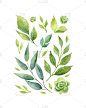 枝,水彩画,绿色,贺卡,华丽的,请柬,周年纪念,清新,野生动物,排列