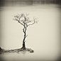 Sparse tree by Hengki24