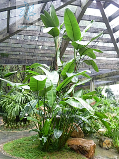 有耳非闻采集到植物  花 景观
