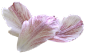  花瓣