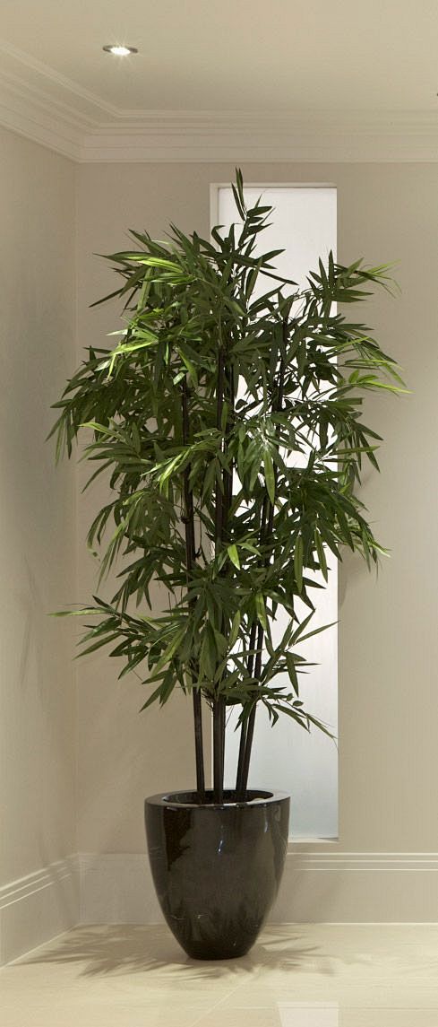 大多数人已经知道，竹子是一种美丽的异国情...