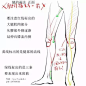 【绘画参考】足部腿部臀部的参考~怎样画好下半身呢？足、腿、臀的配合很重要喔~