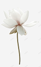 白色莲花荷花装饰图案高清素材 免抠PNG 白色 荷花 莲花 装饰图案 元素 免抠png 设计图片 免费下载 页面网页 平面电商 创意素材