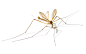 Tipula_paludosa.jpg (2200×1375)欧洲大蚊（Tipula paludosa）