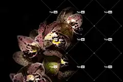 花 兰花 开花 植物群 花壁纸 植物学 热带 异国情调 红色的