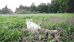 花花野兽采集到猫。独喜。