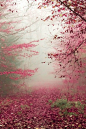 Autumn Path, The Enchanted Wood photo via autina