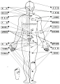 人体108要害穴位名称及定位