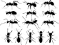 蚂蚁,昆虫,矢量,白蚁,黑蚁,蚁丘,图像,动物,剪影