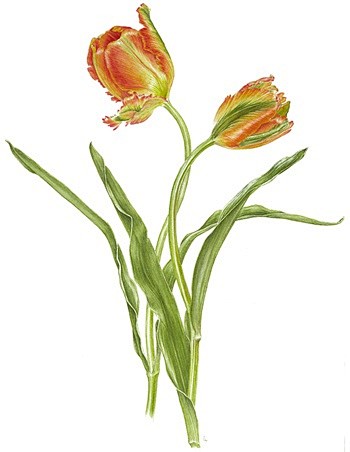 [tulip 郁金香]