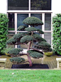 Cloud Puning, a form of Niwaki - Taxus cuspidata (Japanese Yew) grown in Japan for 70 years and planted by us in Surrey: 