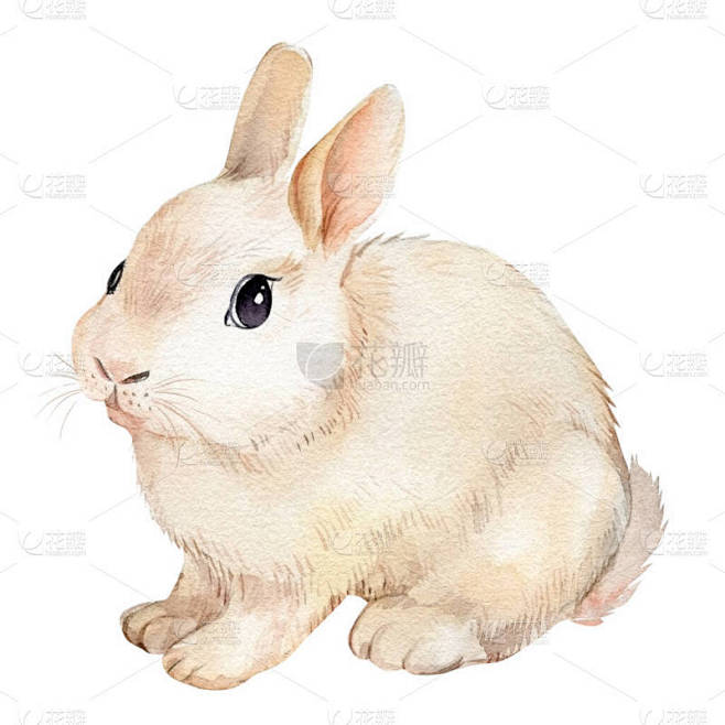 可爱的水彩兔，美丽的兔子。手绘图解