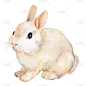 可爱的水彩兔，美丽的兔子。手绘图解