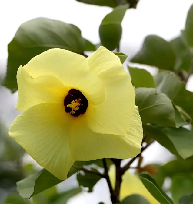 海滨木槿，别名：海槿、日本黄槿、黄芙蓉-花瓣网