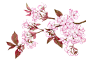 中国古风水墨花手绘水彩植物花卉装饰 免抠png透明图片背景ps素材 (170)