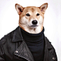 时尚柴犬Bodhi。 #搭配# #狗#