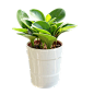 办公植物