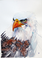 The bald eagle : The bald eagle in watercolor | Daniel Luther