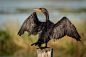 Double-crested Cormorant, Polk County, FL.jpg