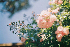 jscss采集到花系