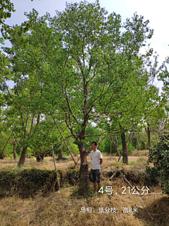 严老师（植栽设计）采集到植物品种