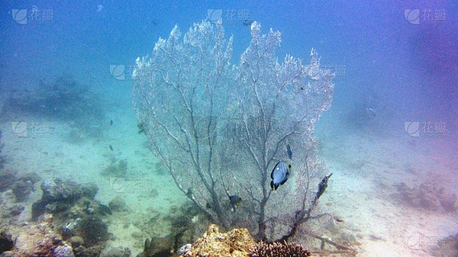 海扇