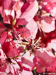 水彩---樱花-梨花-桃花-海棠花、梅花 - 高清图片，堆糖，美图壁纸兴趣社区