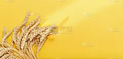小麦穗近距离。禾谷类作物。丰富收获创意理念。俯视图和复制空间。横幅为网站与阴影从光..
