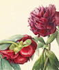 Elaine Searle植物绘欣赏。 这系列作品大气高雅，细节丰富，可收藏细品。手绘 水粉 花卉 彩铅 植物