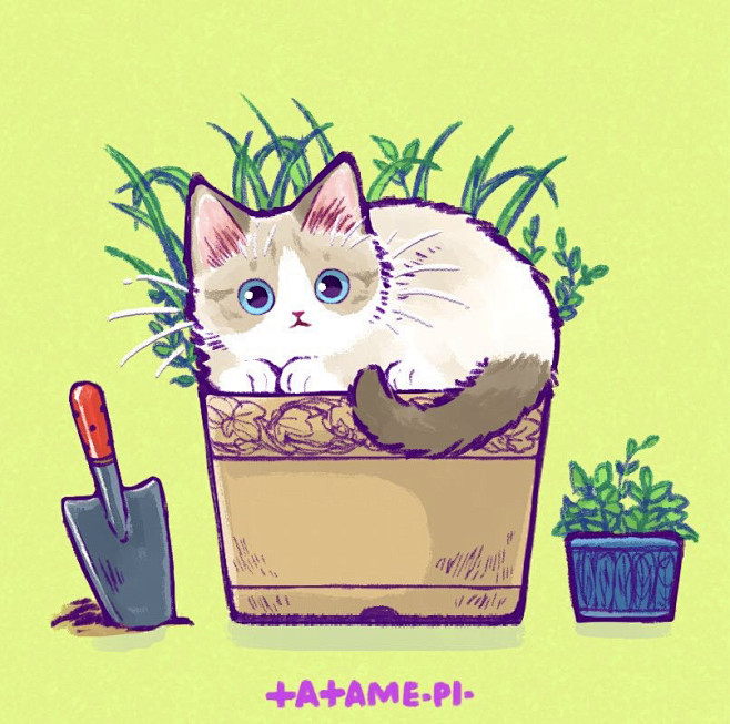 猫咪 头像 图源Twitter：@tat...