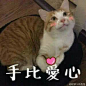 猫咪比心表情包_百度图片搜索