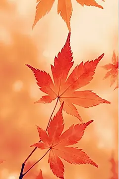 AI数字艺术秋季枫叶二十四节气秋分插画