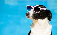 点击来源直接获取大图文件 |Funny dog with sunglasses on summer towards swimming pool