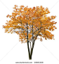 isolated fall trees - Google Search: