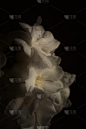 白色的花