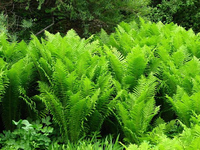 荚果蕨