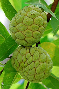 咸鱼翻滚1采集到水果