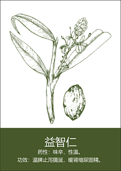嘿YOYOy采集到药材 花