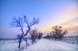 摄图网_500418252_冬季枯树雪晚霞（非企业商用）