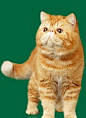 <br/>　加菲猫原形——红虎斑异国短毛猫。红虎斑猫属于波斯猫的一个分支，是为了那些喜欢波斯猫又懒得打理长毛的人而专门人工培育的。 这种毛茸茸，充满活力的猫起源于美国。 <br/>　　1960年左右美国的育种专家将美国短毛猫和波斯猫杂交以期改进美国猫的被毛颜色并增加其体重，就这样诞生了绰号为加菲猫的异国短毛猫，这是一种短毛波斯猫，它在1966年被CFA承认为新品种。 在育种期间，它还和俄罗斯蓝猫及缅甸猫杂交，1987年以来，该品种的允许杂交品种被限定为波斯猫一种。FIFE在1986