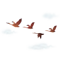 鸟