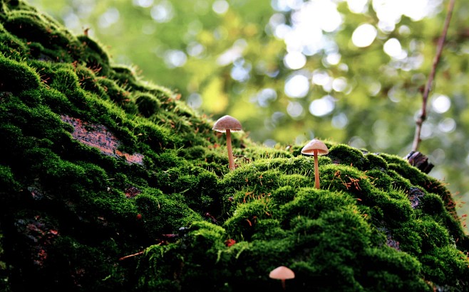 moss mushrooms wallp...