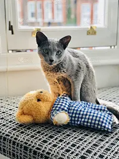 俄罗斯蓝猫,可爱的,泰迪熊,动物主题,灰色,肖像,哺乳纲,猫科动物,动物