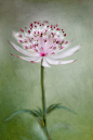 Astrantia (by ~Mandy~D)